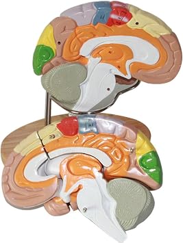 Colour-Coded Human Brain Model 2X Life-Size Human Brain Model for Neuroscience with Labels 9 Colours Anatomy Model for Classroom Science Learning