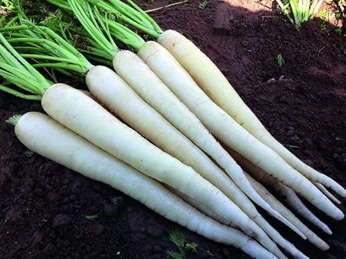 White Carrot “Lunar White” - Sweet Carrots in 60 Days | USA Grown Heirloom Seeds by Liliana's Garden |