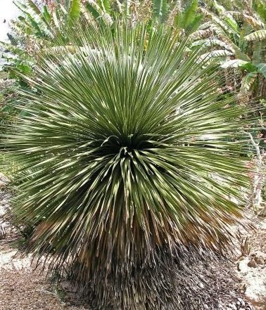 Miniatura 2 de 30 semillas de cactus de cuchara del desierto para plantar, suculenta de Sotol azul - Dasylirion wheeleri