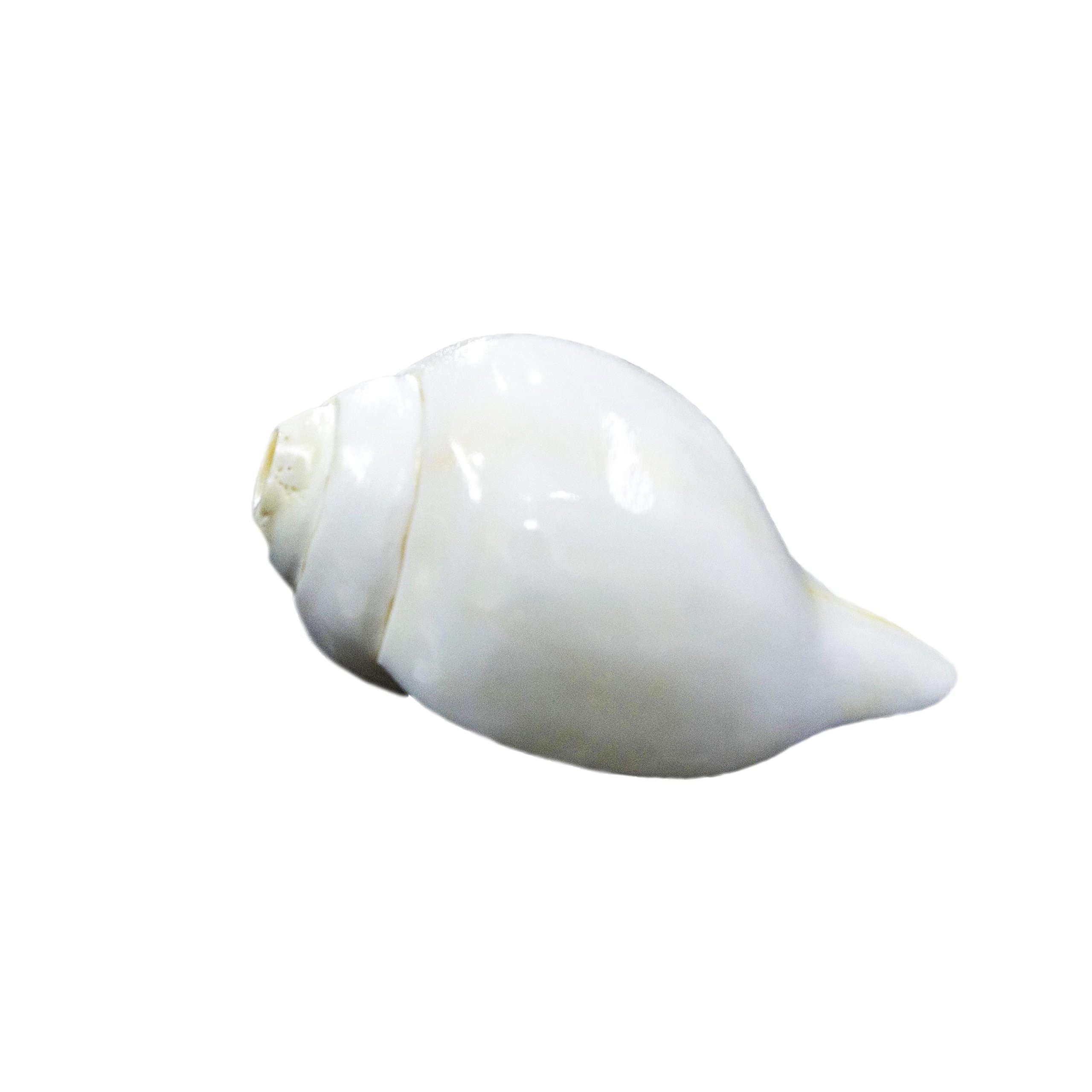 The Holy Mart Blowing Conch (11 cm)
