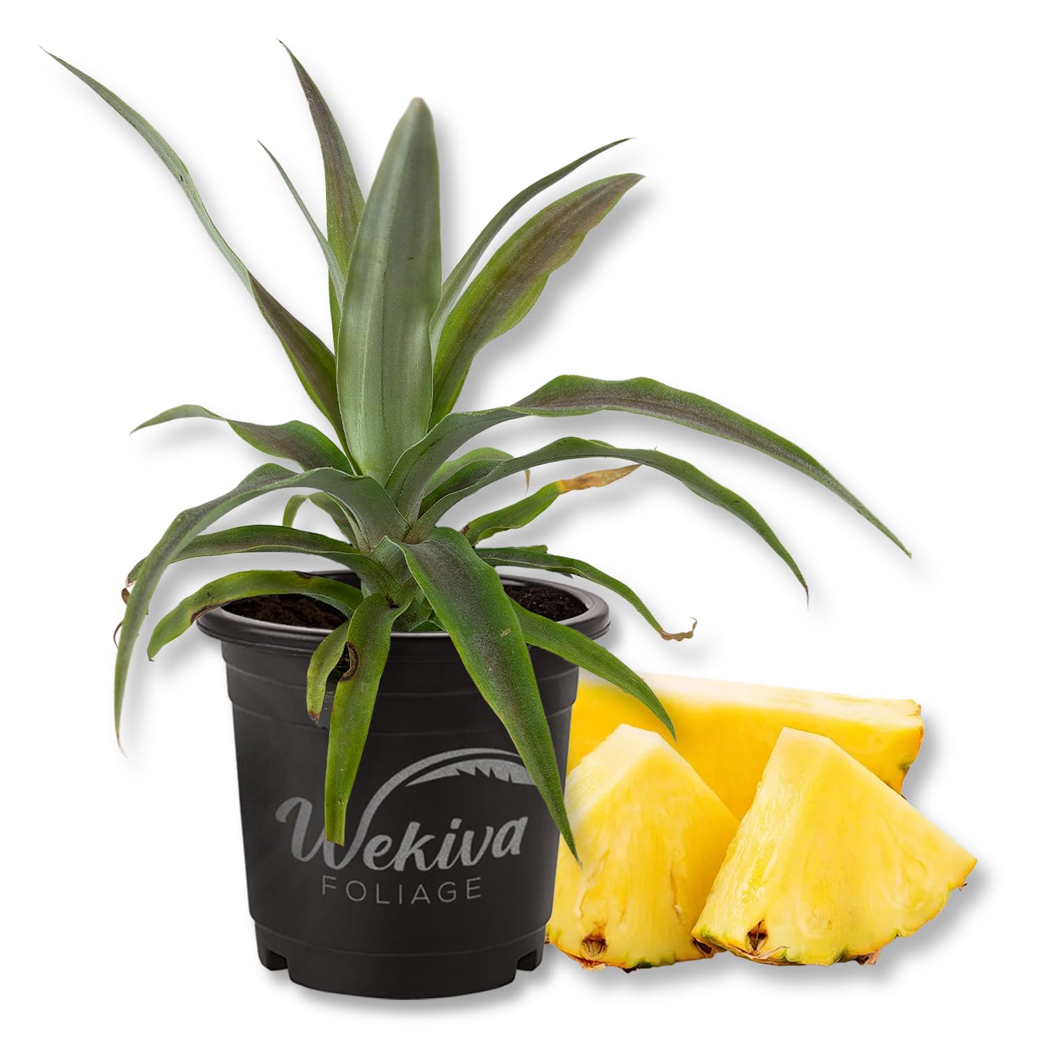 Amazon.com : Florida Special Pineapple Plant - Live Plant in a 4