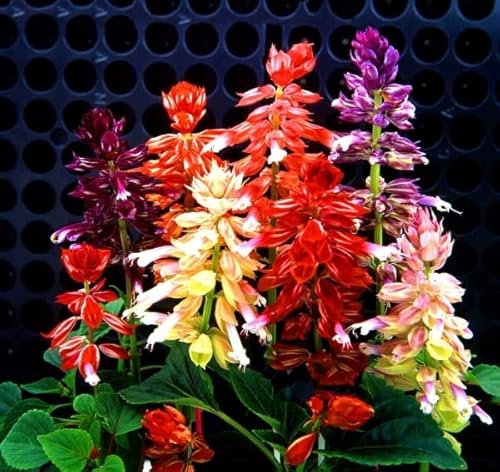 Buy4seeds 30 Seeds Sage Mix salvia splendens Annual Flower Very Compact Strain