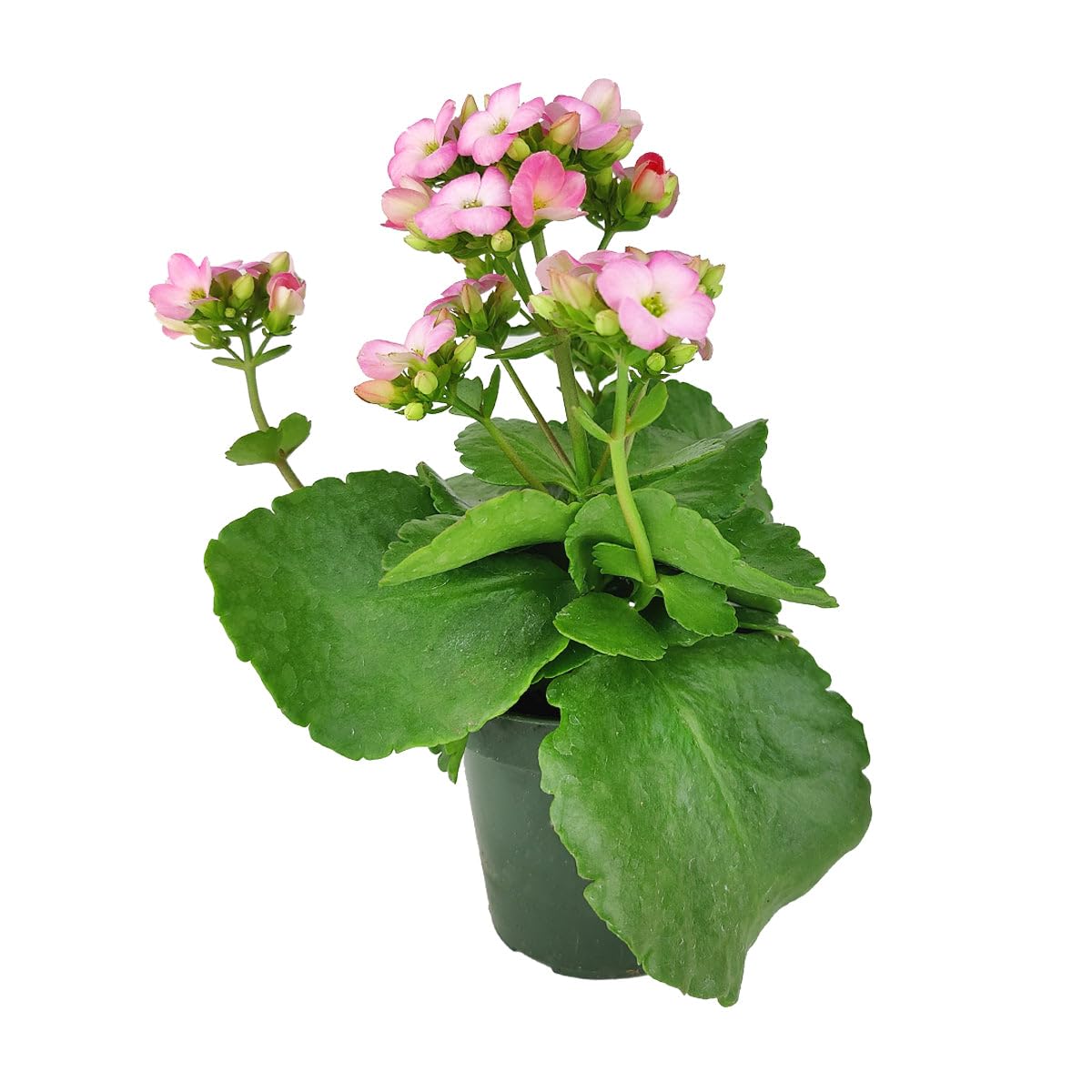 ice planted jade Jade Stone Natural Aquarium Hardscape