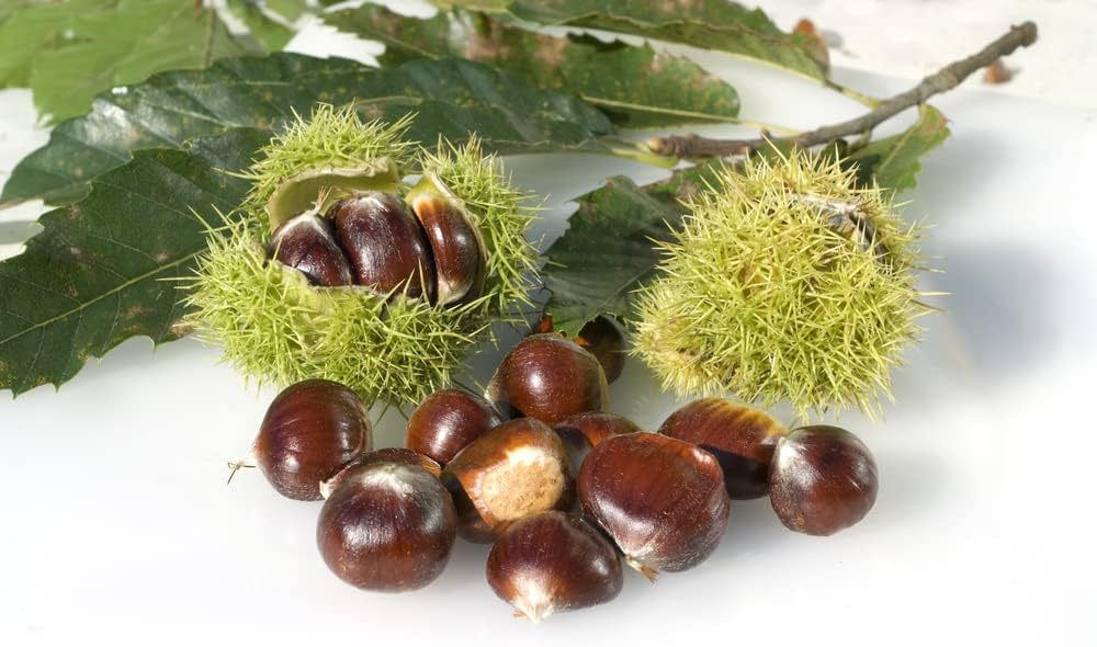 6 Chestnut Tree Seeds for Planting