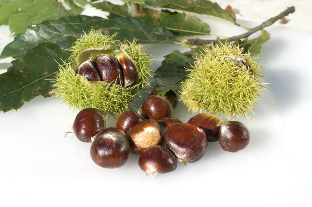 6 Chestnut Tree Seeds for Planting