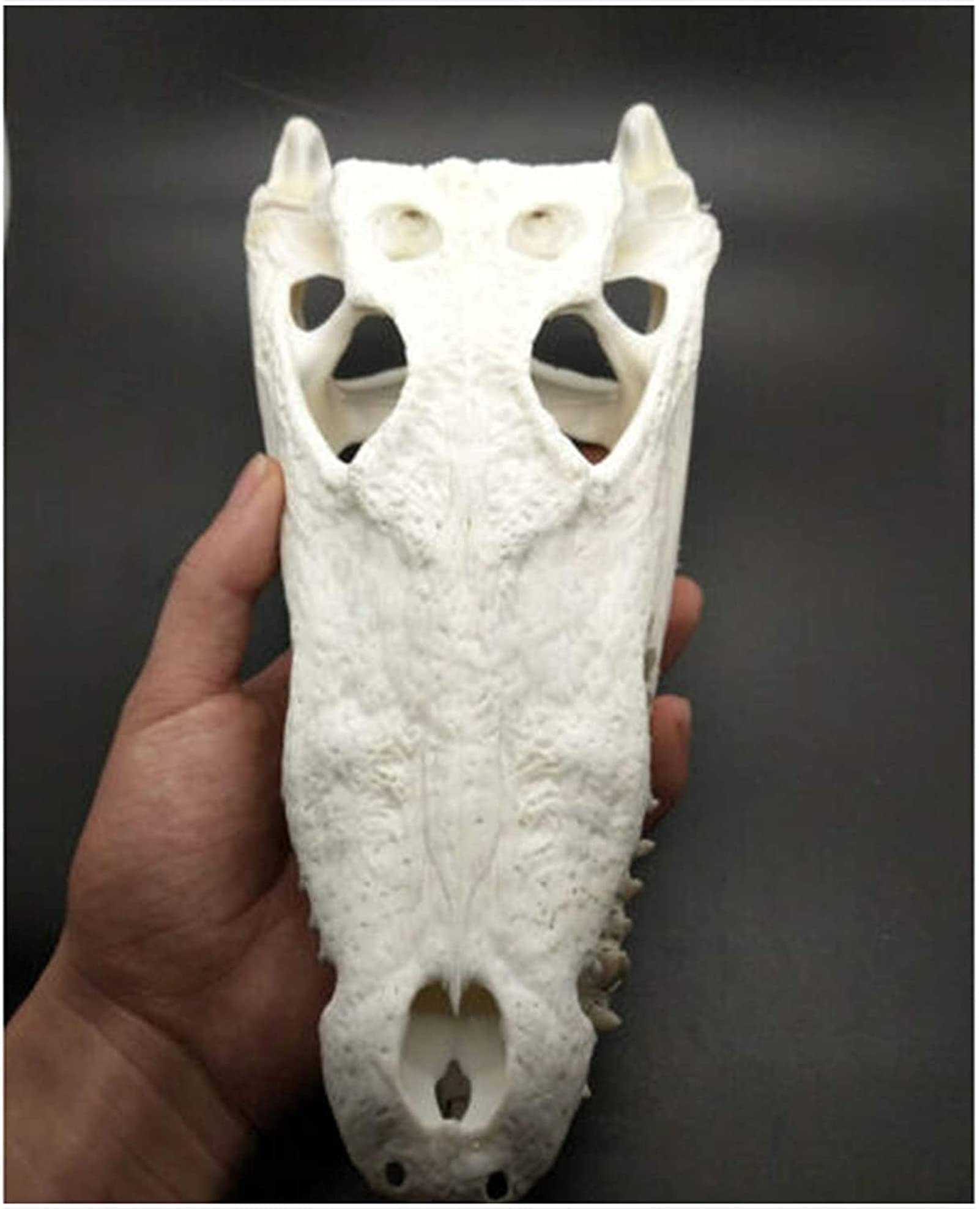 ワニ　頭骨　標本　剥製 Amazon.co.jp: 本物のワニの頭蓋骨標本-動物の骨の解剖学モデル