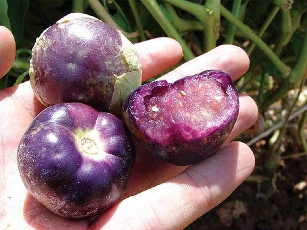 Purple de Milpa Tomatillo Seeds (20 Seeds) Patio, Lawn