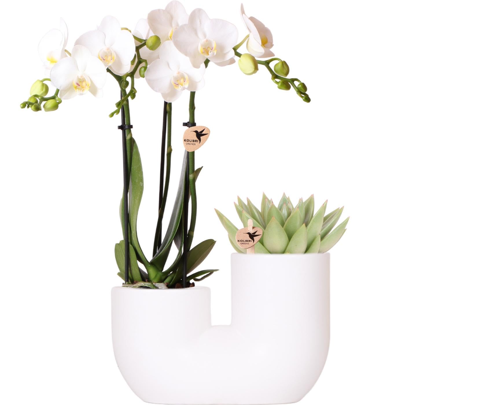 Kolibri Orchids | Set di orchidea bianca Amabilis e piante grasse in vaso decorativo a tubo bianco – dimensioni vaso Ø 9 cm | piante da interno fiorite – fresche dall'allevatore