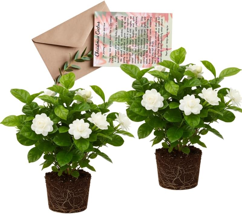 2 Jasmine Plant Live - Grand Duke Jasmine | 4–5 Inch Tall | Jasmine Plant Indoor Live with White Blooms | Easy-Care Jasmin Plant for Home Decoration | Ideal for Living Spaces & Plant Collections