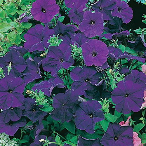 M-Tech Gardens Rare Hybrid Petunia" Mirage Midnight F1" Flower Seeds for Growing (100 Seeds Pack) - PETUNIA109-picture-34