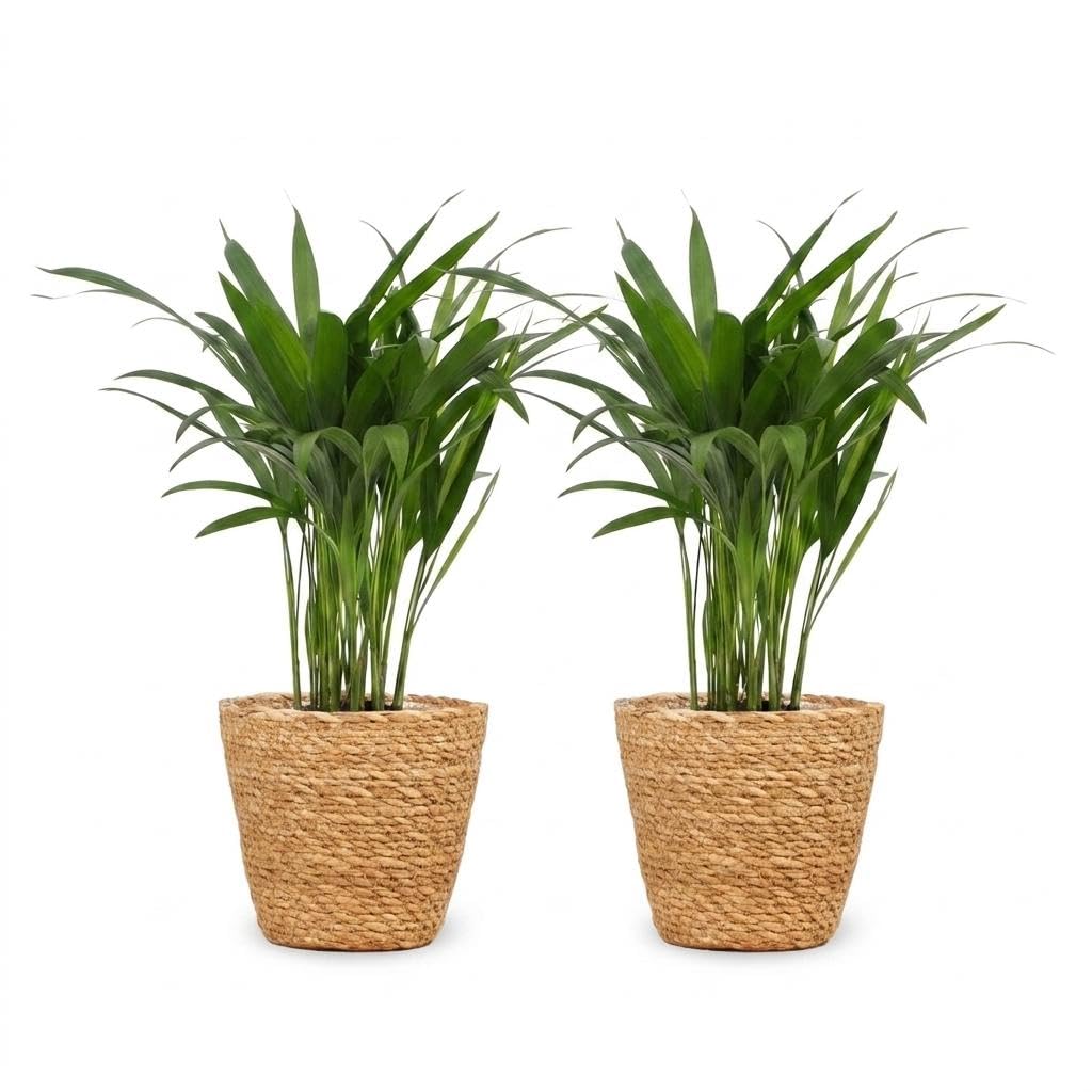 Areca Lutescens con Cesto Alga Marina, Set di 2, Vaso 12cm, Altezza 45cm