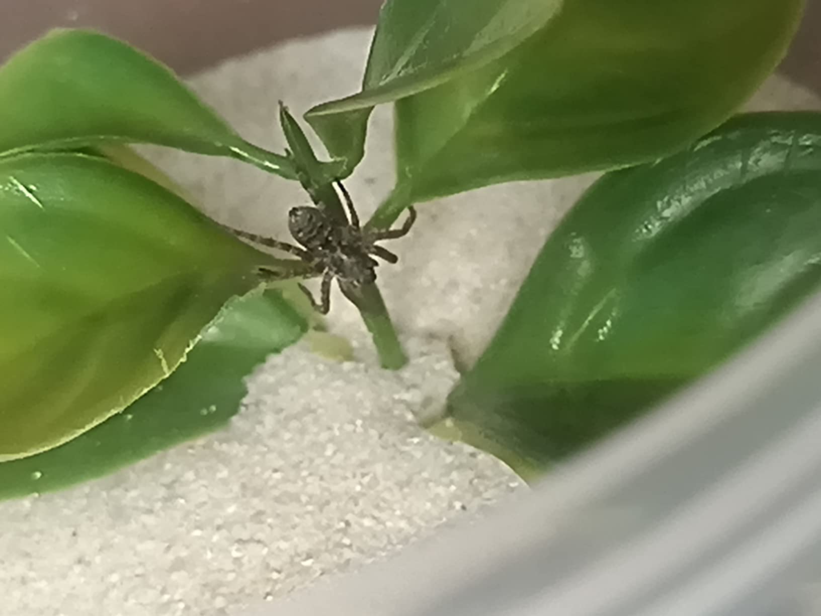 Décor Container Screw Top Container, 500mL, Clear Small, 1, Piece