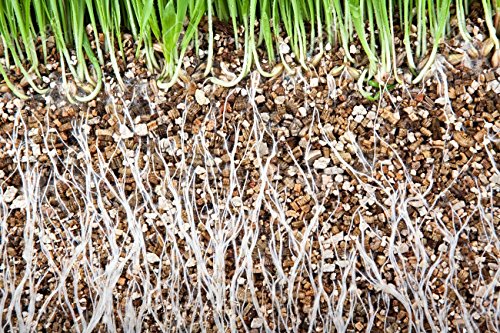 Image of SENECIO� Vermiculite 5Kg Gardening Hydroponics Horticultural Grade Hydroculite