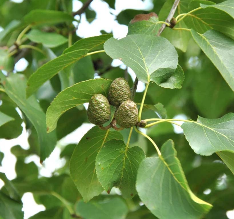 Alnus cordata (Italian Alder) Tree Seed, Shiny deep Green Leaves, Racquet-Shaped and leathery, You Choose The Quantity (1 Pack)