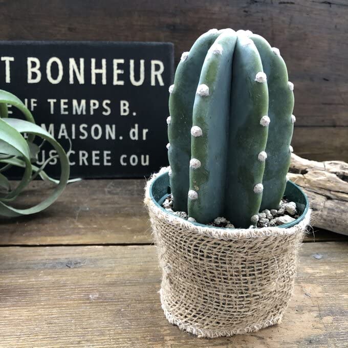 Amazon.co.jp: ミニサイズ 柱サボテン インテリア ミニサイズ