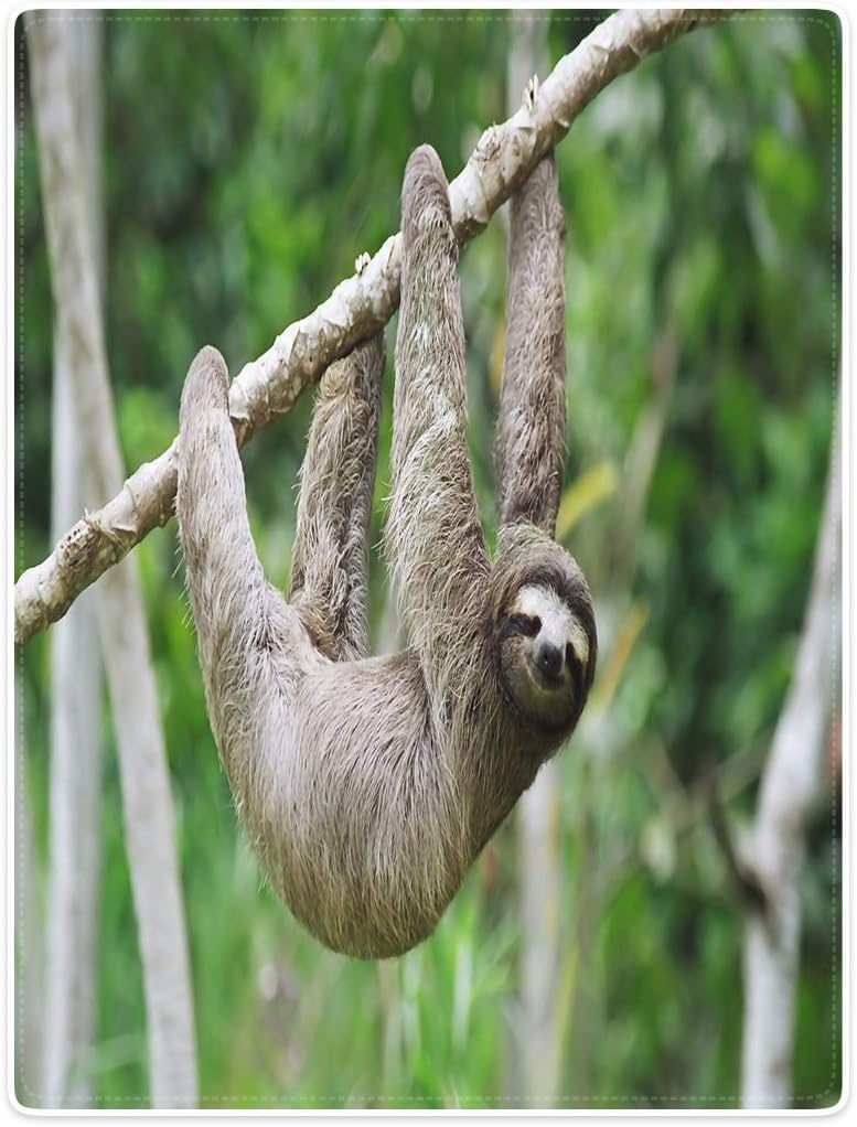YISUMEI 150×200 cm Blanket Consolation Heat Gentle Cozy Simple Care Machine Wash Beautiful Tree Sloths Lazy,Inexperienced