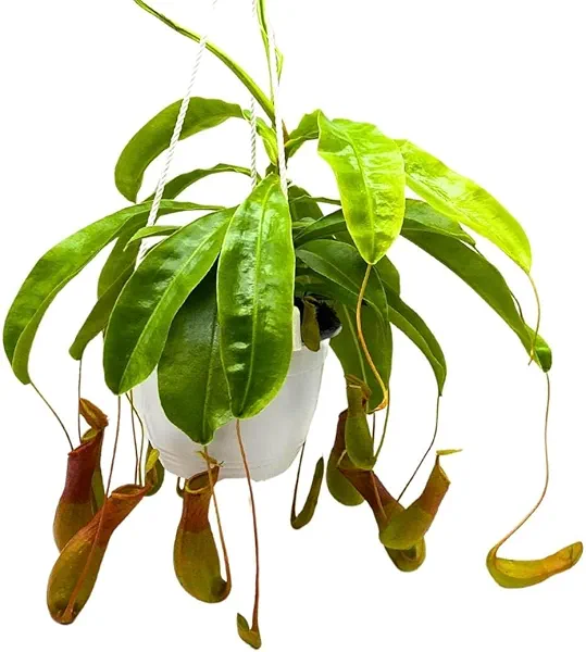 BubbleBlooms Carnivorous Plant Nepenthes Winged Pitcher 6 inch HB