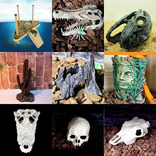 Rettile Tartaruga Parco Piattaforma Molo di