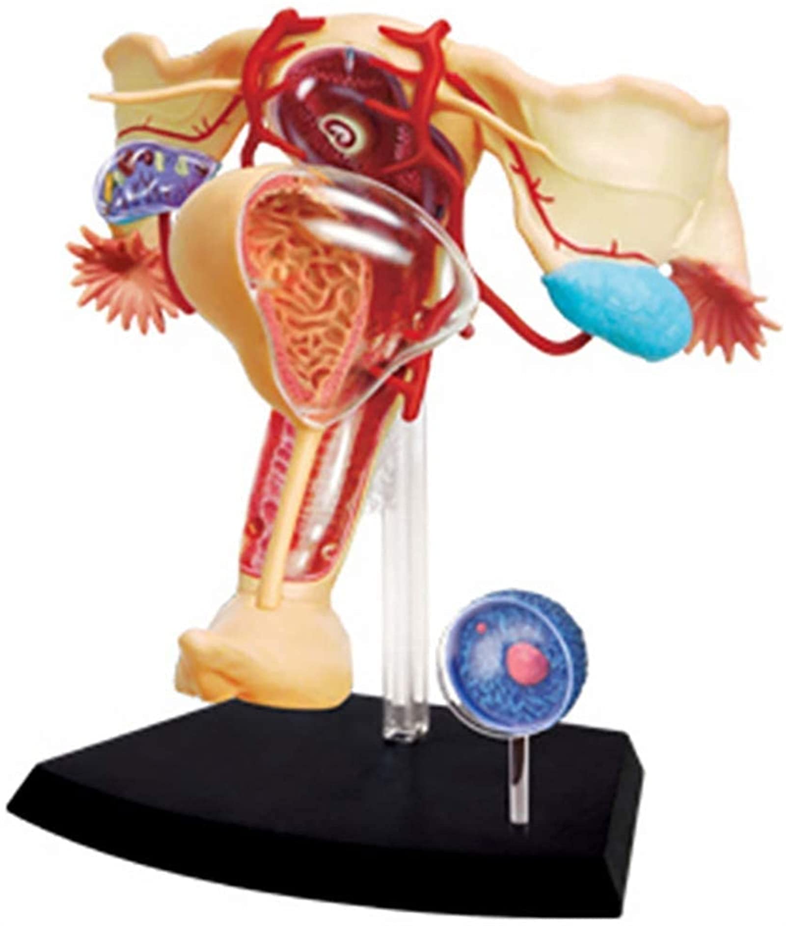 Model anatomiczny, model edukacyjny 1:1 żeński narząd rozrodczy model ludzkiego narządu do nauki nauczania model medyczny materiały laboratoryjne modele medyczne do modelu szkieletu demona medycznego