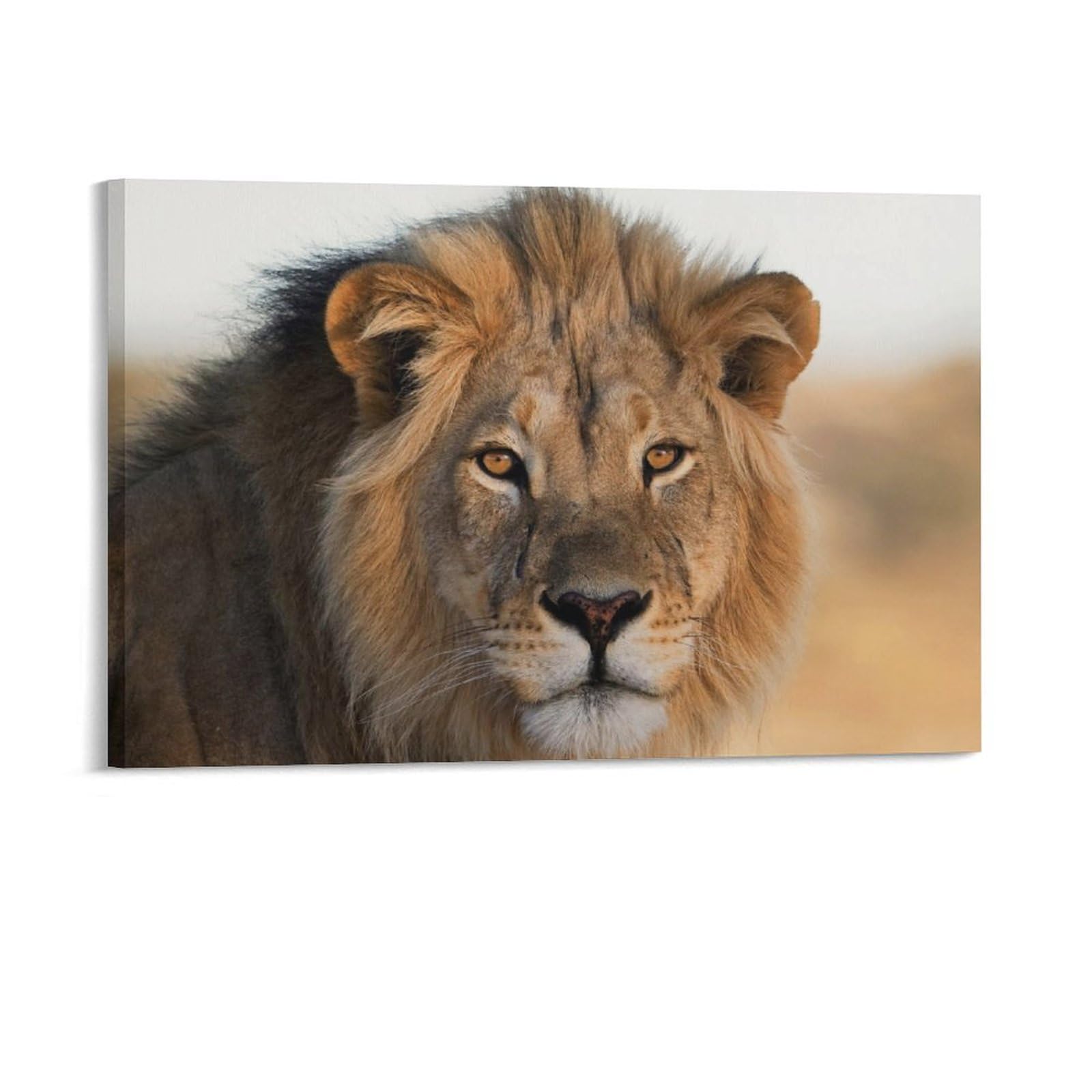 Wild Animal Male Lions Mane Lions Wall Art Poster 1 Room Aesthetics Posters Canvas Posters Bedroom Decoration Sports Office Decoration Gifts Wall Art Decoration Printing Posters 24x36inch(60x90cm)