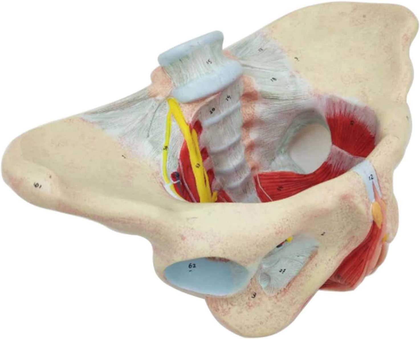 Modelo de anatomía Humana Modelo de Pelvis Femenino con músculos del Piso pélvico 1: 1 Equipo de educación médica Humana Equipo de educación anatómica Enseñanza médica 20 * 30 * 20 cm