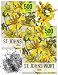 Seed Needs, St. Johns Wort Herb (Hypericum perforatum) Twin Pack of 1,000 Seeds Each Non-GMO