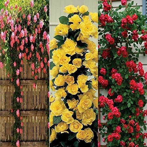Four Color Rose Seeds Combo Pack,Beautiful Climbing Rose(Yellow+Pink)+Rare Rose(Red-Black+Velvet) Total 60 Seeds, Sols By Vsquare Retail