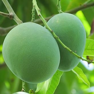 M-Tech Gardens Mango Fruit Plant (Moovandan, Grafted Hybrid) Exotic 1 Live Fruit Plant