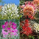 6000 Seeds | Spider Flower Seeds for Planting（NOTSWOH）