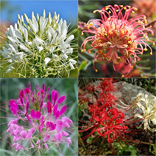 6000 Seeds | Spider Flower Seeds For Planting（Notswoh） #TOP26