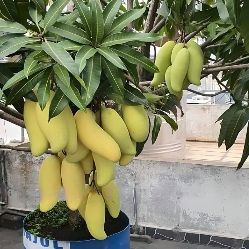 THE GREEN VIEW GARDENS Banana Mango Plant - Grafted Varient - Big Size Healthy Plant - Shipped in Safe & Secured Packaging (B0CKQT911Q) Amazon Price History, Amazon Price Tracker