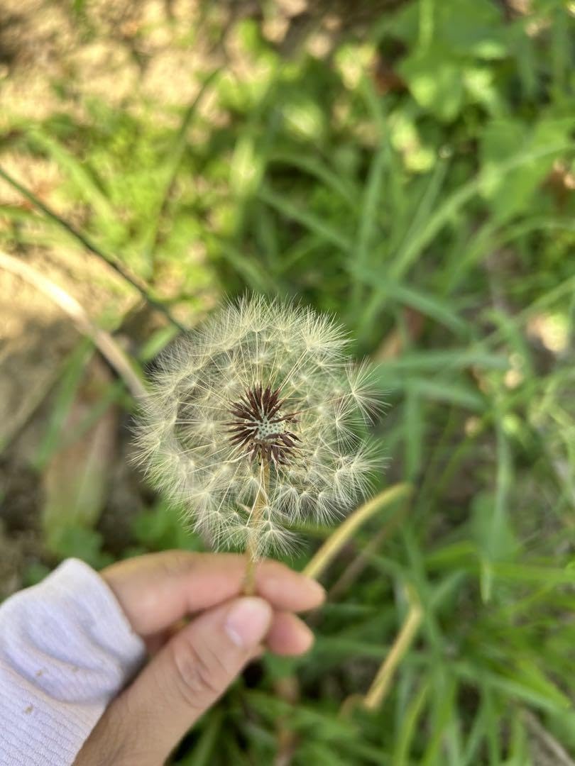 Amazon.co.jp: 無農薬 たんぽぽの種 タンポポのタネ : DIY・工具・ガーデン