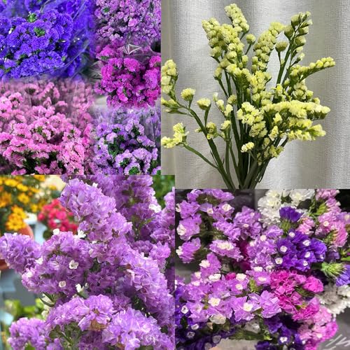 Statice Pastel Flower Seeds for Planting, 100+ Annual Limonium Sinuatum Seed, Non-GMO Heirloom Armeria Flower Seeds for Garden Home Outdoor