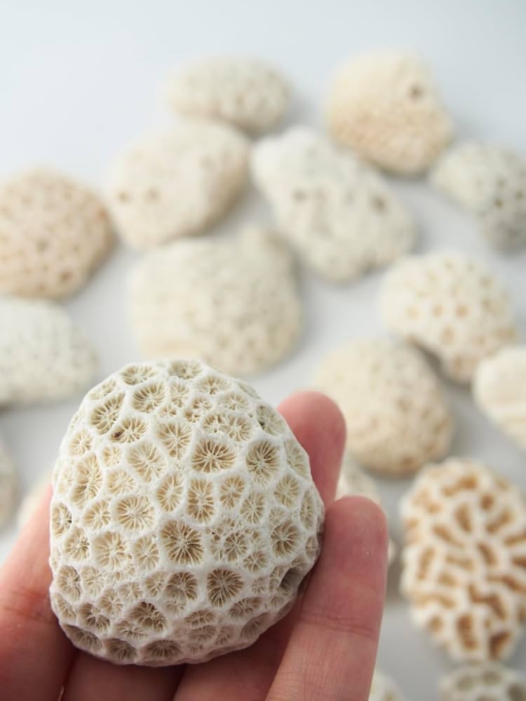 Amazon.co.jp: 【貝殻の問屋さん】サンゴ石【5cm前後/約1kg