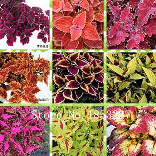 Paquete de 100 semillas de dragón negro Coleus - Hermosas flores de plantación extáticas semillas de bonsái