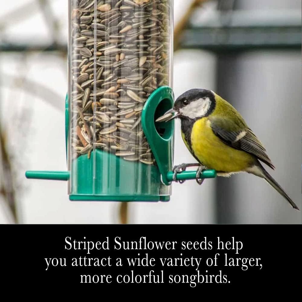 Desert Valley Striped Sunflower Seed, All Natural, Non-GMO Premium Wild Bird and Wildlife Food for Cardinals, Jays, Grosbeaks, Squirrels and More (10 Pounds)