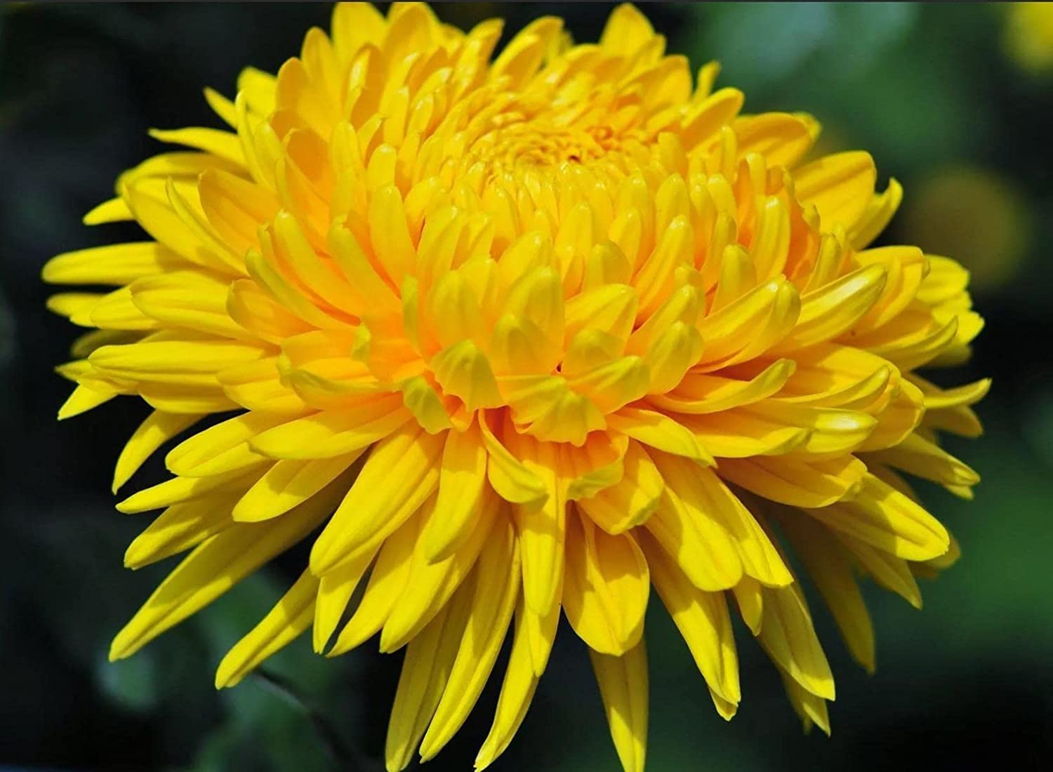 SRI SAI FORESTRY Chrysanthemum Flower Seeds - Sevanti (For Home Garden, Terrace, Balcony, Home Decoration, All Season India) (B0BFYG4JZP) Amazon Price History, Amazon Price Tracker