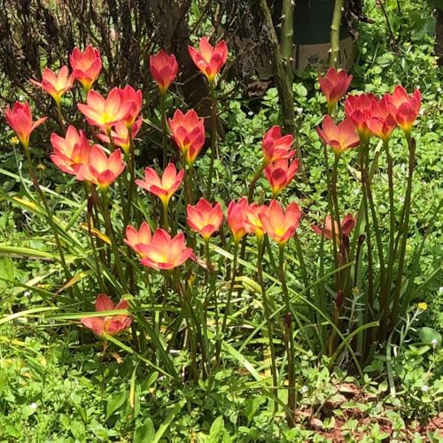 bulbos de zephyranthes, Plantas perennes resistentes, plantas que florecen perennemente Candida zephyranthes Plantas de flores para exterior resistentes al invierno. flores resistentes 4pcs