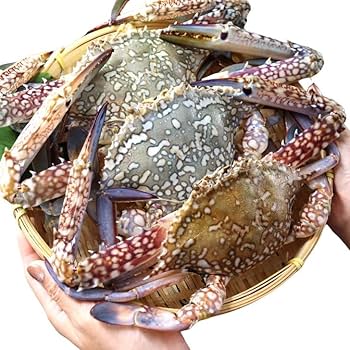 Amazon | オス限定！極上のワタリガニ 1杯300-400g 10kg (約28杯