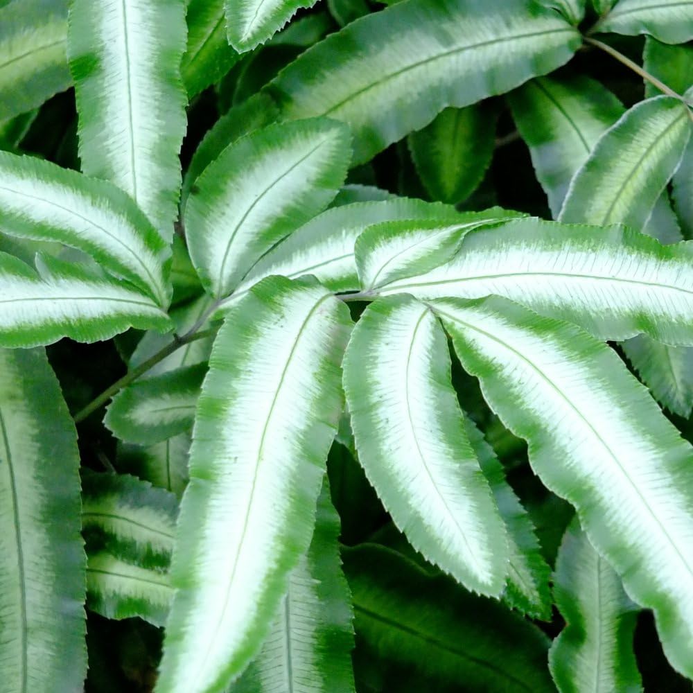 Pteris nipponica - Elegant Compact Fern with Creamy-White Stripe, Ideal for Indoors or Sheltered Outdoors, Graceful Creeping Habit, RHS Award-Winning, 1X or 3X 9cm Pots by Thompson and Morgan
