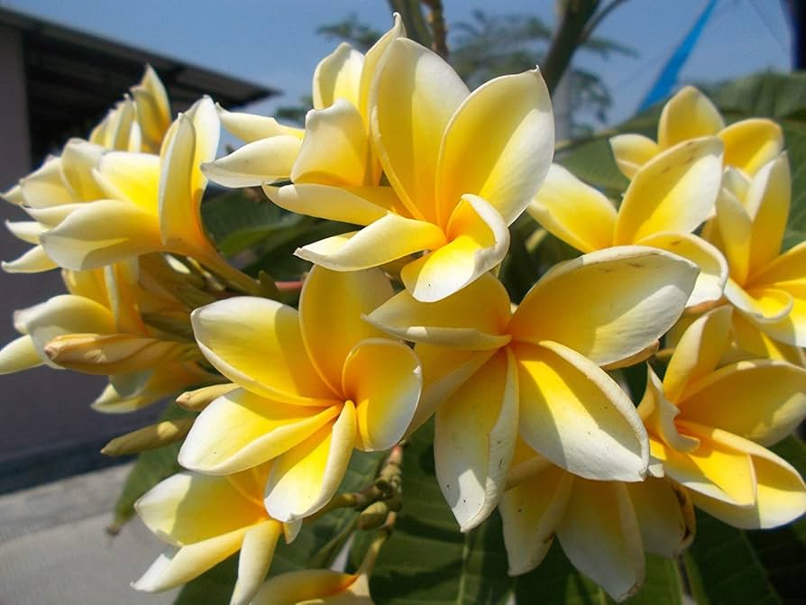 Amazon.com : Tropical Hawaiian Yellow Plumeria Plant Cutting