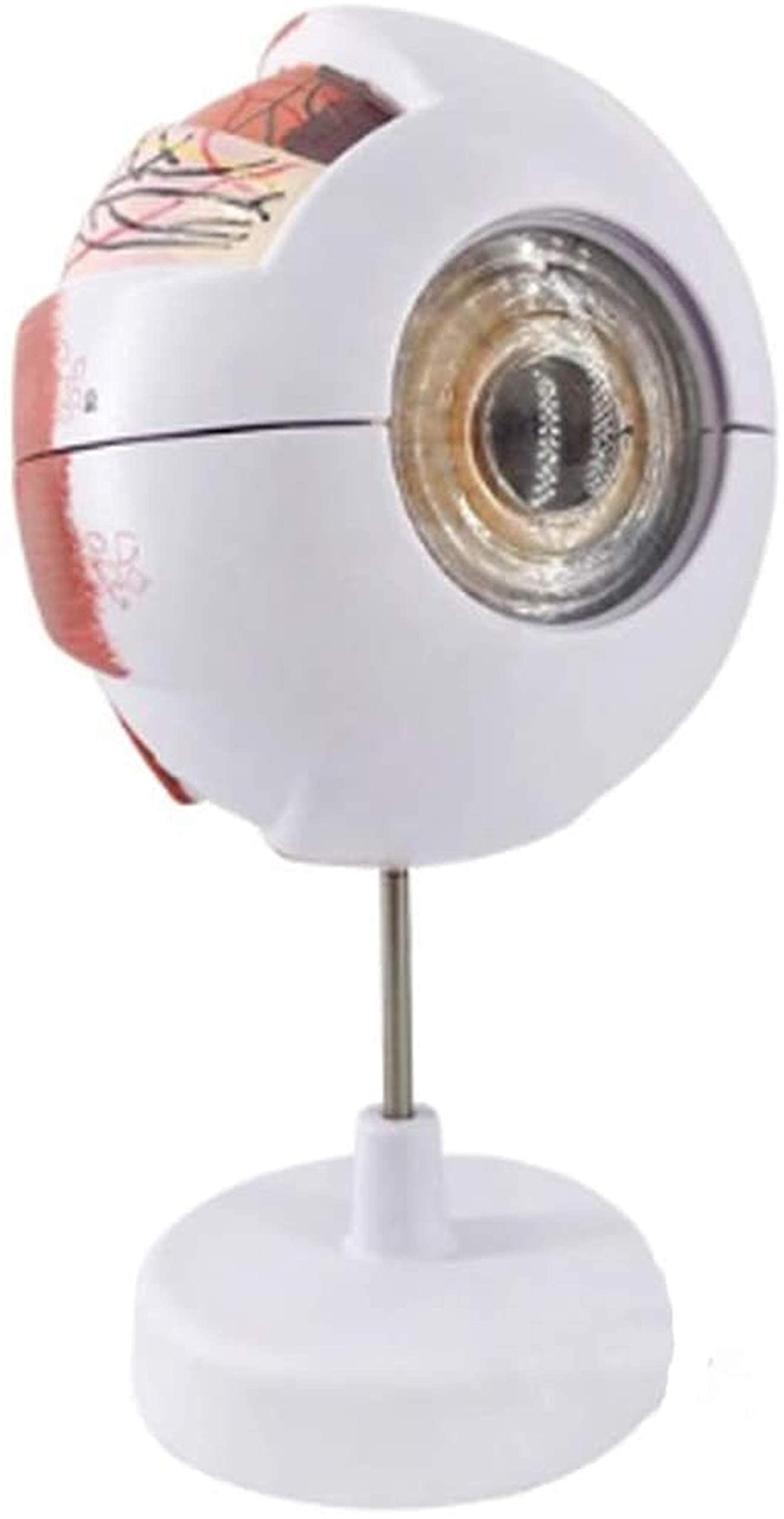 Modèle D'étude Modèle D'éducation Modèle Modèle D'anatomie Médicale Du Globe Oculaire Humain, Structure Anatomique De L'œil De L'étude De Matériel Médical Étude Des Outils D'affichage D'apprentissage