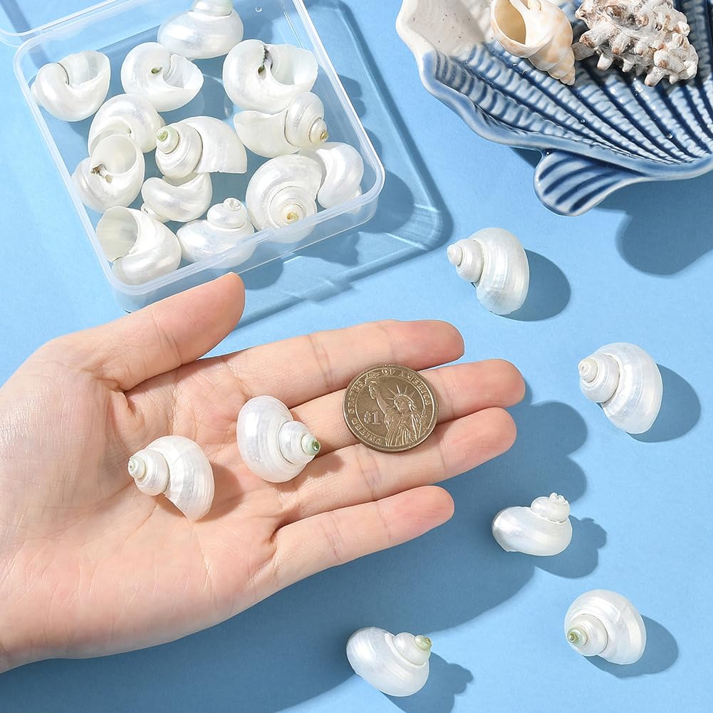 SUNNYCLUE 1 scatola Da 20 pezzi di Conchiglie A Spirale Conchiglie Bianche Naturali Senza Foro Conchiglie A Spirale Turbo Hermit Paguro per Artigianato Riempitivi per Vasi Acquari Spiaggia Feste Decor
