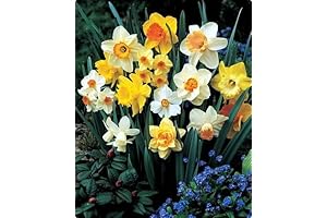 60 Days of Daffodils 25 Gardening Bulbs for Spring Flowers - Cheerful...
