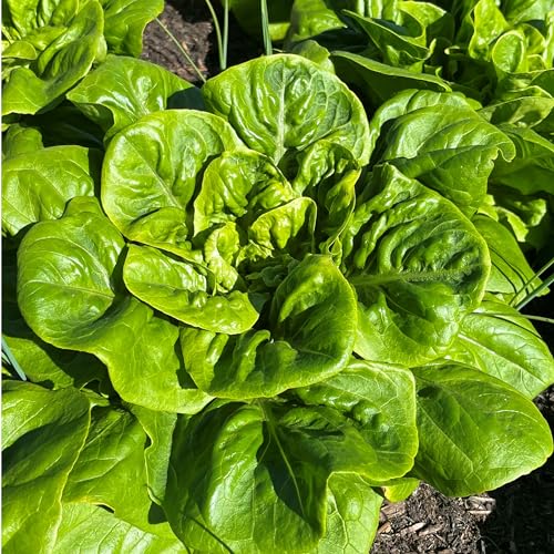 All-Year-Round Lettuce Seeds 450 Seeds of Crisp Butterhead Lettuce Suitable for Indoor & Outdoor Planting in Pots or Soil in Yard Balcony or Garden Packed in UK by Meldon Seeds