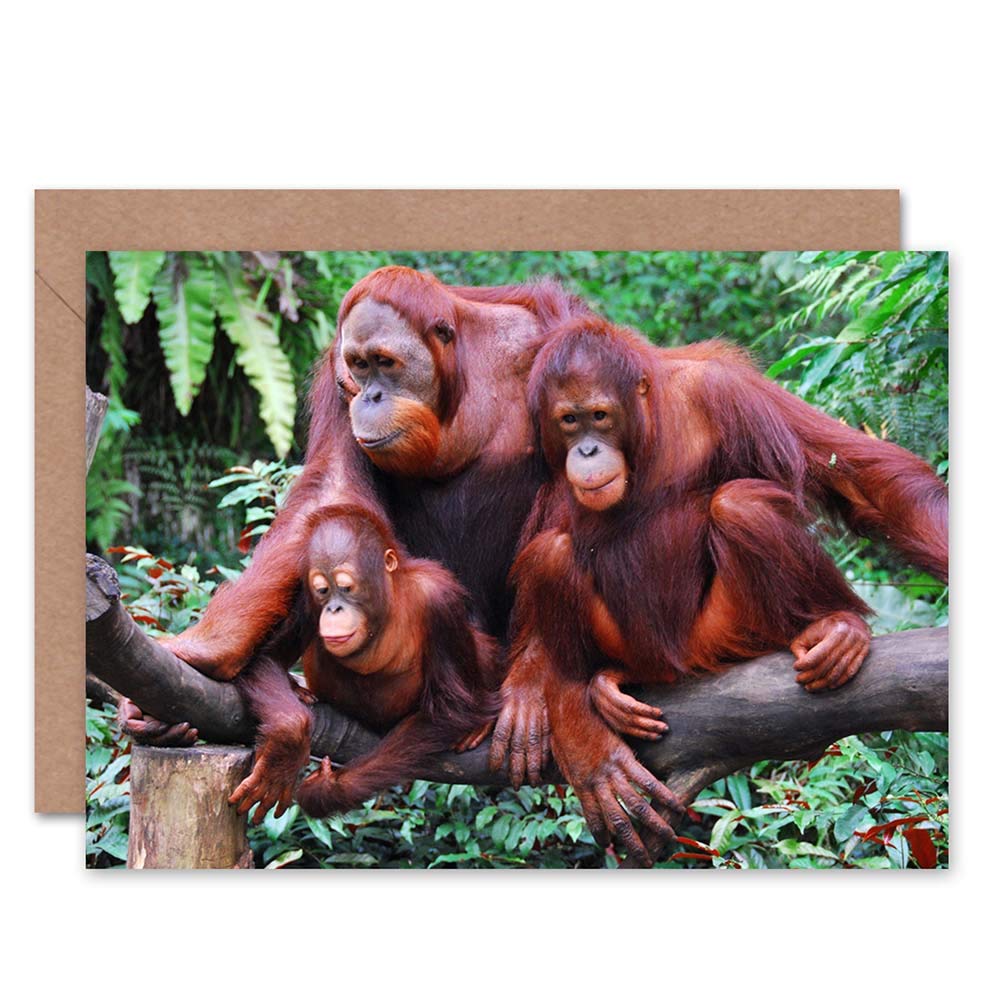 Wee Blue Coo GREETINGS CARD BIRTHDAY GIFT ANIMAL ORANG UTAN FAMILY