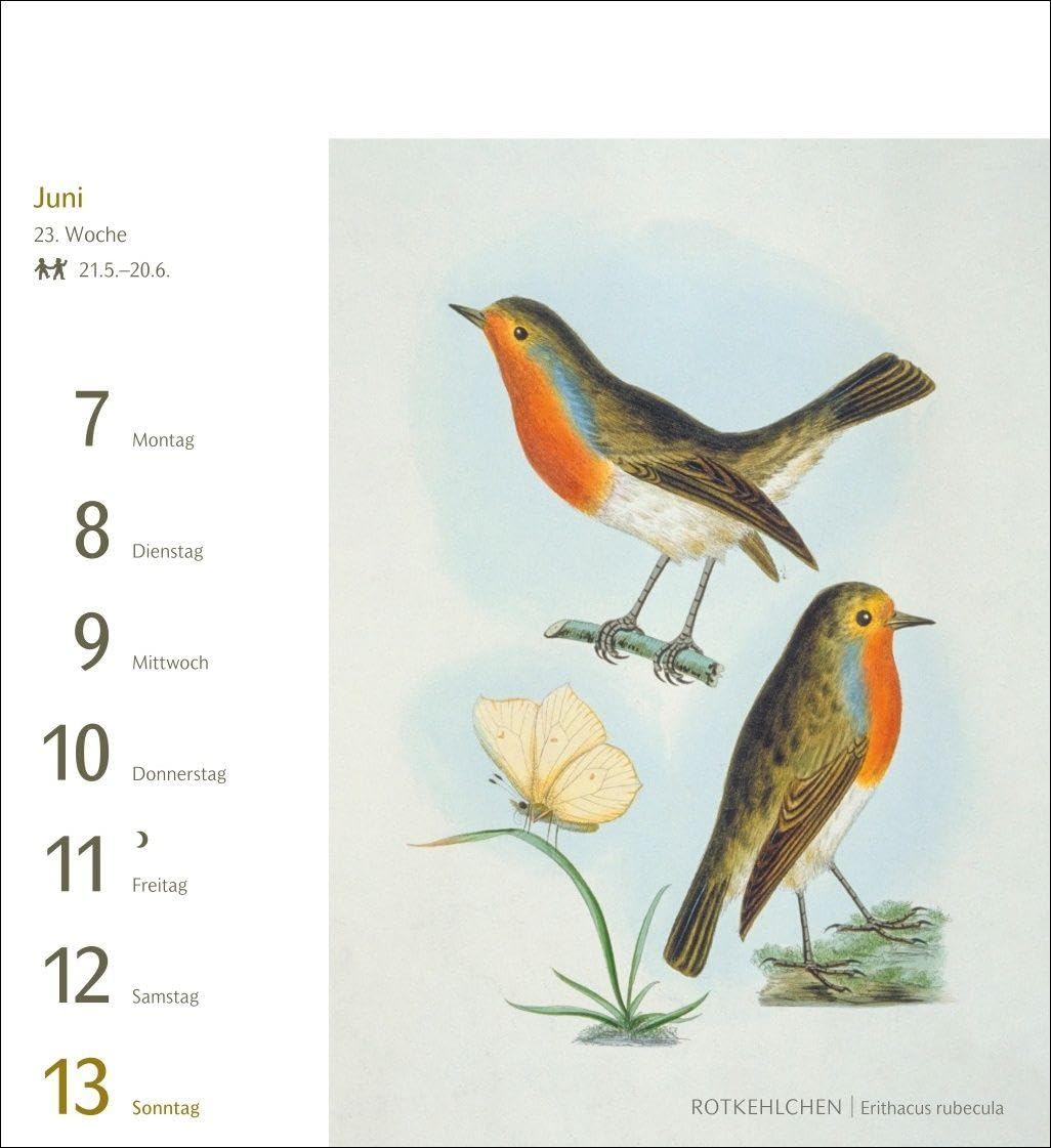 Vögel Postkartenkalender 2027 - Postkartenkalender mit 53 historischen Zeichnungen: Tischkalender mit Retro-Illustrationen. Schönes Geschenk für Kunst- und Naturliebhaber. 16 x 17,5 cm