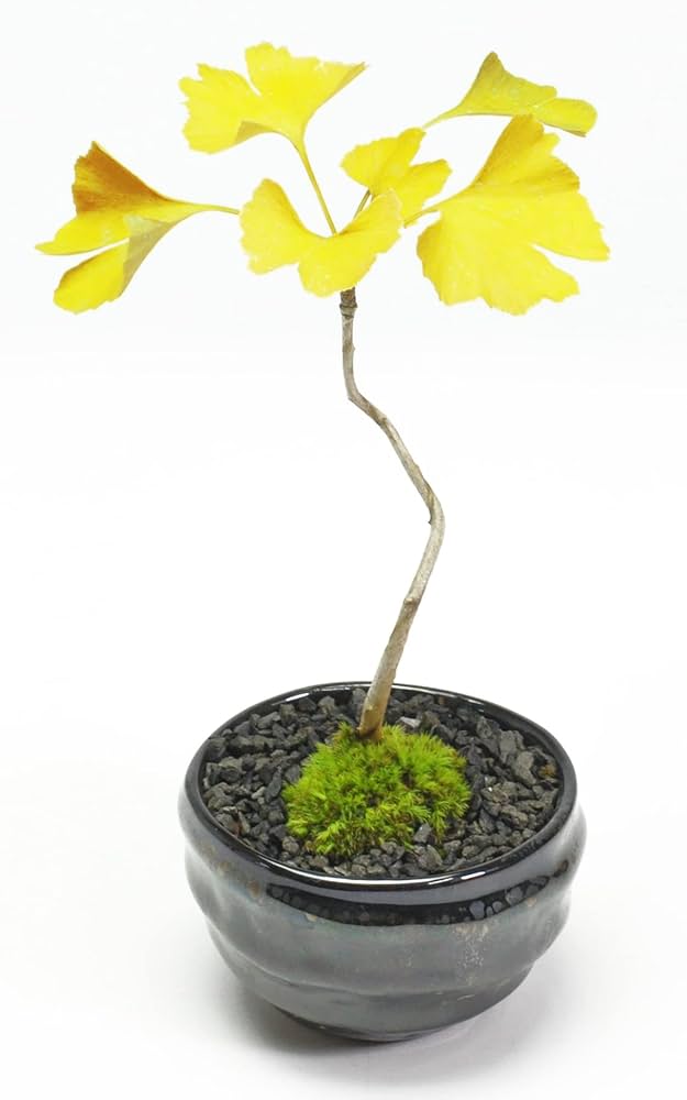 あめつち工房　ミニ盆栽 The Japanese white pine can be folded up into a mini bonsai