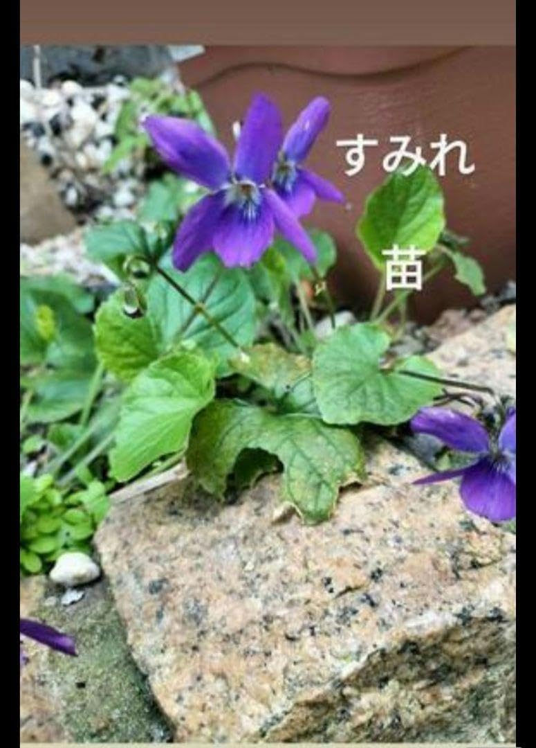 Neoregelia Hybrid 2株セット Neoregelia 'Hyena'〔ネオレゲリア〕現品