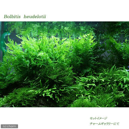 Amazon.co.jp: （水草）ボルビティス ヒュディロティ（アクアフルール
